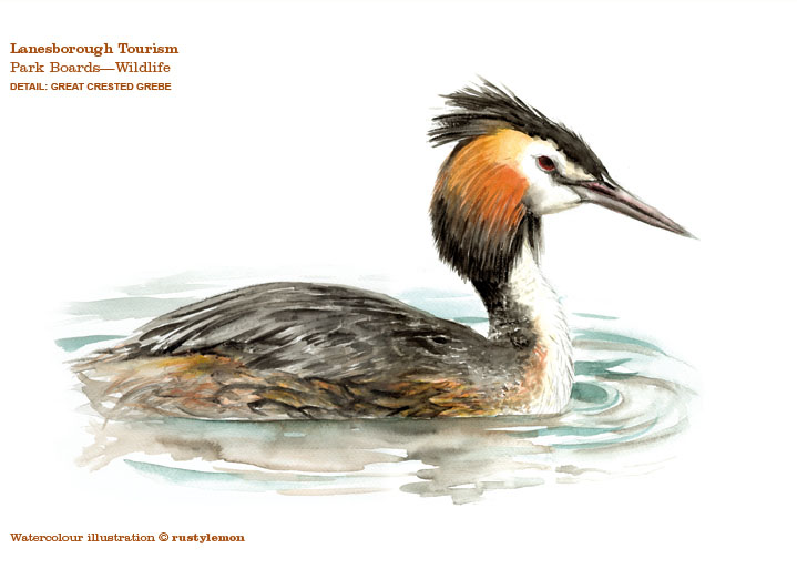 Lanesborough Tourism, Park Boards (Great Crested Grebe watercolour illustration) Lanesborough Tourism, Park Boards (Great Crested Grebe watercolour illustration)