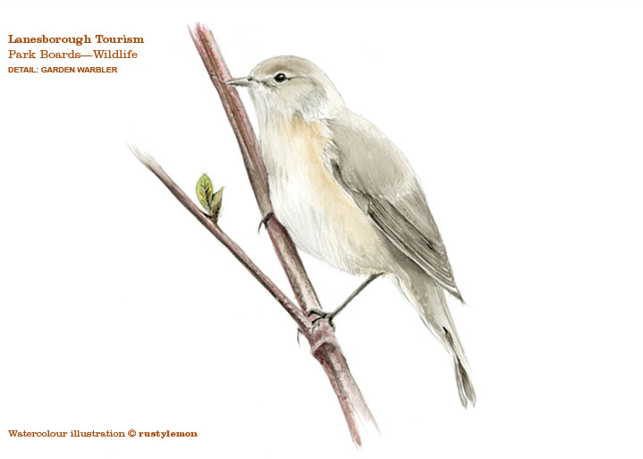 Lanesborough Tourism, Park Boards (Garden Warbler watercolour illustration) Lanesborough Tourism, Park Boards (Garden Warbler watercolour illustration)