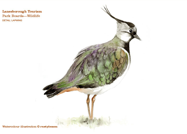 Lanesborough Tourism, Park Boards (Lapwing watercolour illustration)